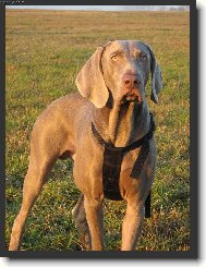 Weimaraner, Weimaraner Vorsterhund