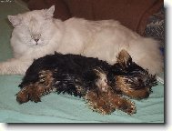 Jorkšírský terier, Yorkshire Terrier,