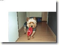 Jorkšírský terier, Yorkshire Terrier,