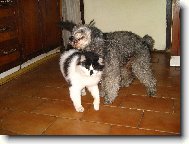 Poodle, Caniche