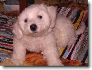 Bichon á poil frisé, Bichon Frise