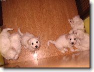 Bichon á poil frisé, Bichon Frise