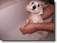 Bichon á poil frisé, Bichon Frise