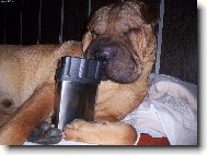 Shar-Pei