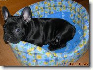 Bouledogue francais, French Bulldog