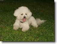 Bichon á poil frisé, Bichon Frise