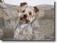 Jorkšírský terier, Yorkshire Terrier,