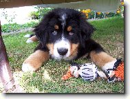 Berner Sennenhund