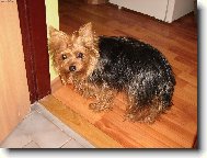 Jorkšírský terier, Yorkshire Terrier,