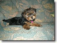 Jorkšírský terier, Yorkshire Terrier,