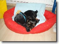 Jorkšírský terier, Yorkshire Terrier,