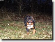 Berner Sennenhund