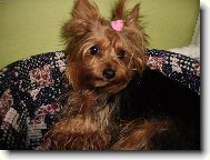 Jorkšírský terier, Yorkshire Terrier,