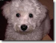 Bichon á poil frisé, Bichon Frise