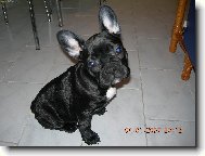 Bouledogue francais, French Bulldog