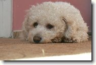 Bichon á poil frisé, Bichon Frise