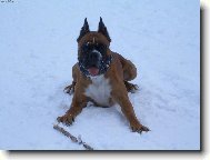 Deutscher Boxer