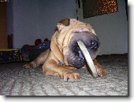 Shar-Pei