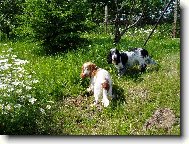 English Cocker Spaniel