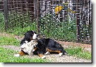Berner Sennenhund