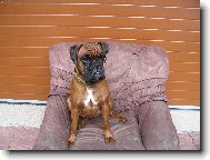 Deutscher Boxer