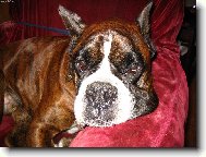 Deutscher Boxer