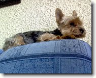Jorkšírský terier, Yorkshire Terrier,