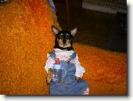 German Pinscher
