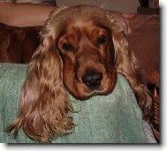 English Cocker Spaniel