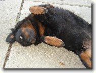Rottweiler