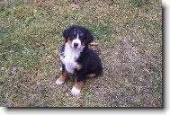 Berner Sennenhund