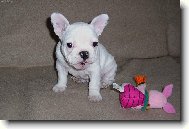 Bouledogue francais, French Bulldog