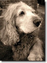 English Cocker Spaniel