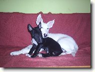 Bull Terrier