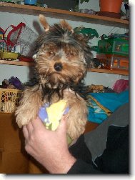 Jorkšírský terier, Yorkshire Terrier,