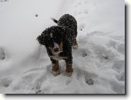 Berner Sennenhund