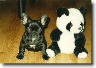 Bouledogue francais, French Bulldog