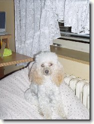 Poodle, Caniche