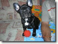 Bouledogue francais, French Bulldog