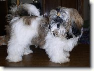 icu, Shih-Tzu