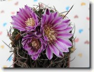 Cactus