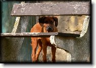 Rhodesian Ridgeback
