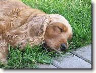 English Cocker Spaniel