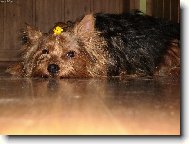 Jorkšírský terier, Yorkshire Terrier,