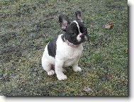 Bouledogue francais, French Bulldog