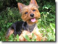 Jorkšírský terier, Yorkshire Terrier,