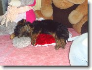 Jorkšírský terier, Yorkshire Terrier,