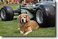 Golden Retriever