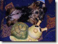Jorkšírský terier, Yorkshire Terrier,