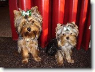 Jorkšírský terier, Yorkshire Terrier,